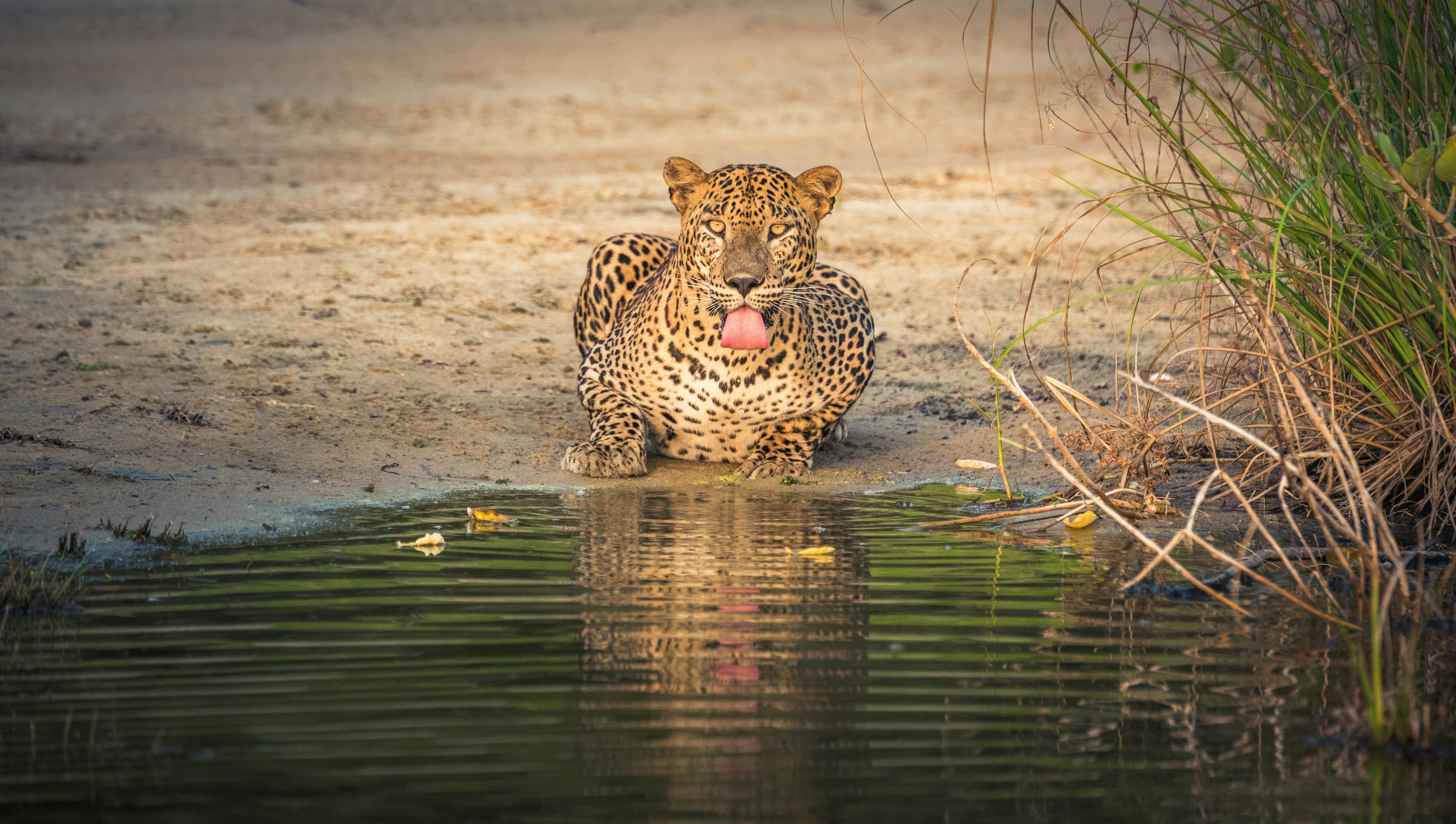 Wilpattu Safari