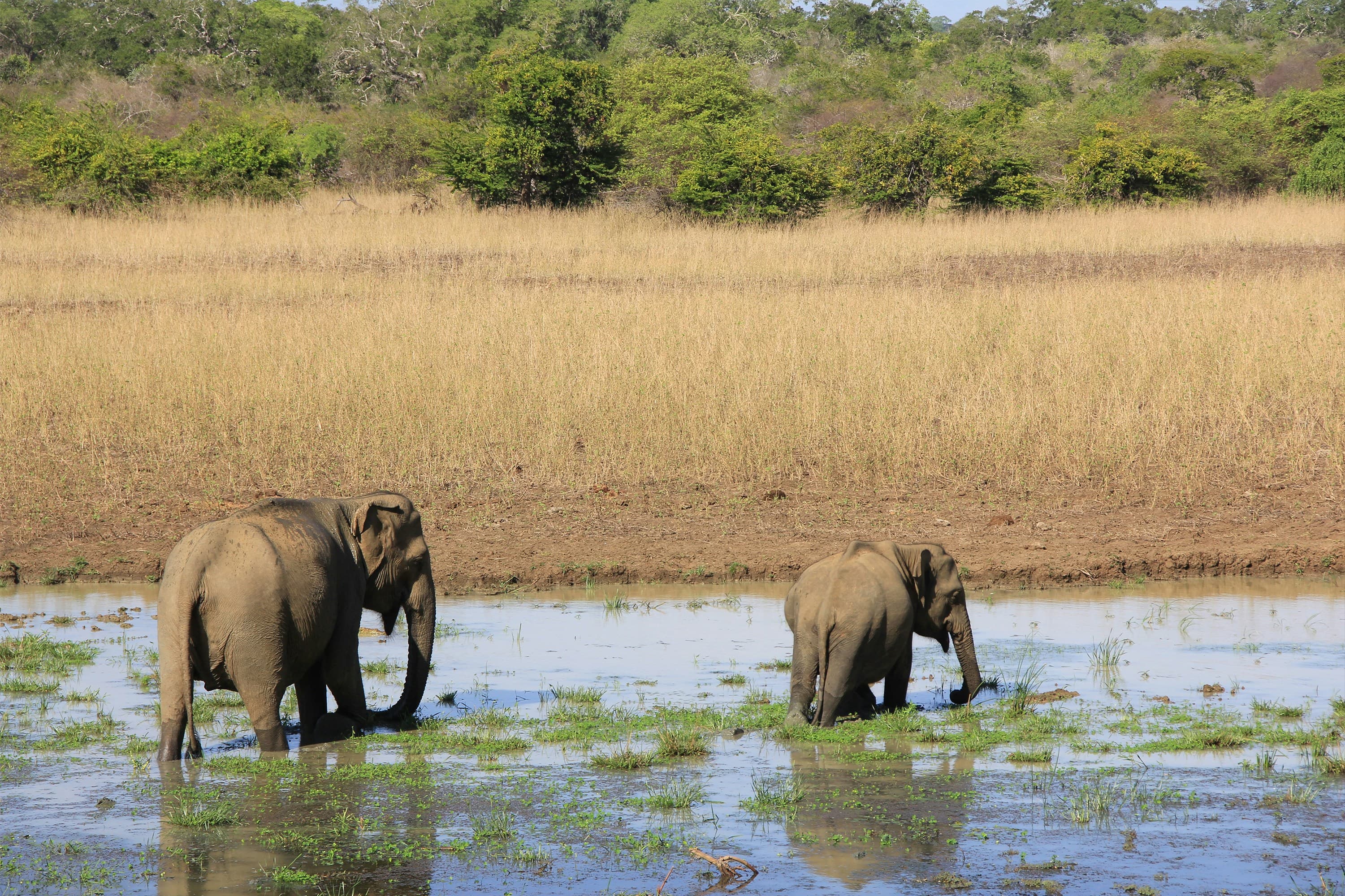 Yala Safari
